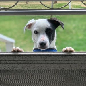 Meet your Posher, Maddison